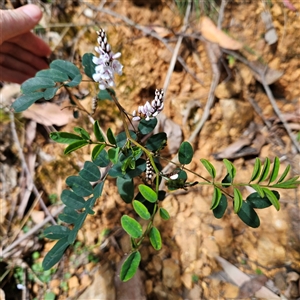 Indigofera australis subsp. australis at Monga, NSW - 6 Oct 2024 03:17 PM