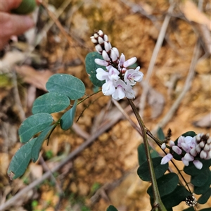 Indigofera australis subsp. australis at Monga, NSW - 6 Oct 2024 03:17 PM