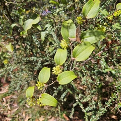 Smilax australis (Barbed-Wire Vine) at Monga, NSW - 6 Oct 2024 by MatthewFrawley