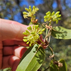 Smilax australis at Monga, NSW - 6 Oct 2024 03:10 PM