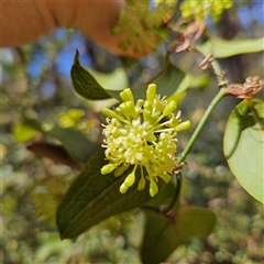 Smilax australis at Monga, NSW - 6 Oct 2024 03:10 PM