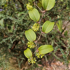 Smilax australis at Monga, NSW - 6 Oct 2024 03:10 PM