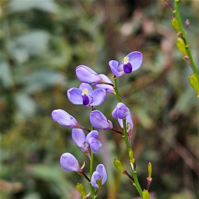 Comesperma volubile (Love Creeper) at Monga, NSW - 6 Oct 2024 by MatthewFrawley