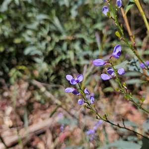 Comesperma volubile at Monga, NSW - 6 Oct 2024 03:09 PM