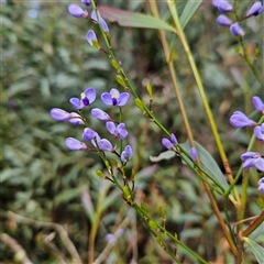 Comesperma volubile at Monga, NSW - 6 Oct 2024