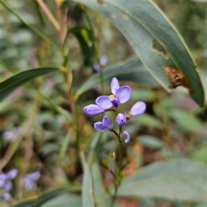 Comesperma volubile at Monga, NSW - 6 Oct 2024