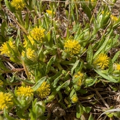 Triptilodiscus pygmaeus (Annual Daisy) at Lawson, ACT - 6 Oct 2024 by mroseby