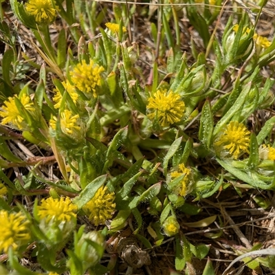 Triptilodiscus pygmaeus (Annual Daisy) at Lawson, ACT - 6 Oct 2024 by mroseby