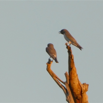 Artamus leucorynchus (White-breasted Woodswallow) at Marble Bar, WA - 30 Aug 2024 by Paul4K