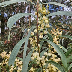 Acacia falciformis (Broad-leaved Hickory) at Monga, NSW - 6 Oct 2024 by MatthewFrawley