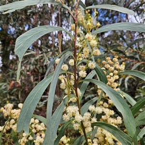 Acacia falciformis at Monga, NSW - 6 Oct 2024