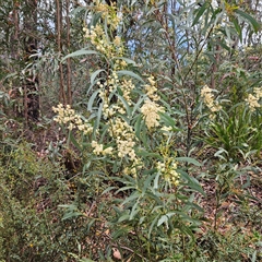 Acacia falciformis at Monga, NSW - 6 Oct 2024 03:02 PM