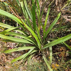 Dianella tasmanica (Tasman Flax Lily) at Monga, NSW - 6 Oct 2024 by MatthewFrawley