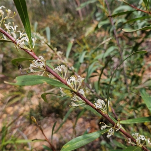 Hakea eriantha at Monga, NSW - 6 Oct 2024 01:57 PM