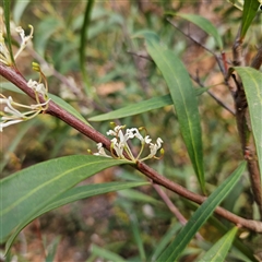 Hakea eriantha at Monga, NSW - 6 Oct 2024