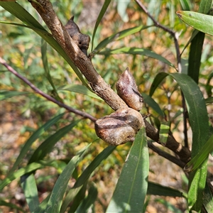 Hakea eriantha at Monga, NSW - 6 Oct 2024