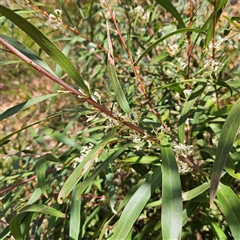 Hakea eriantha at Monga, NSW - 6 Oct 2024 01:57 PM