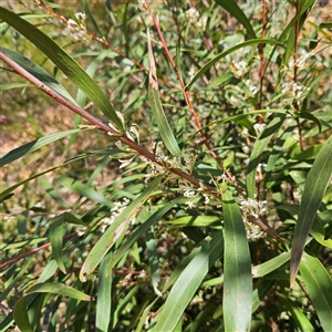 Hakea eriantha at Monga, NSW - 6 Oct 2024 01:57 PM