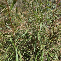 Hakea eriantha at Monga, NSW - 6 Oct 2024 01:57 PM