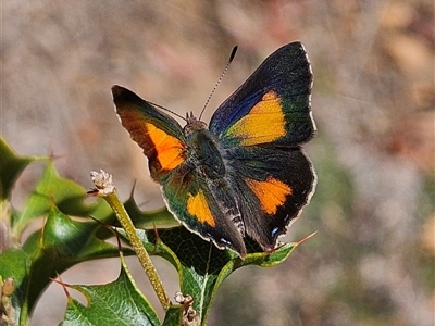 Paralucia aurifera (Bright Copper) at Monga, NSW - 6 Oct 2024 by MatthewFrawley