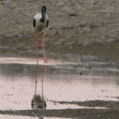 Ephippiorhynchus asiaticus (Black-necked Stork) at Marble Bar, WA - 30 Aug 2024 by Paul4K