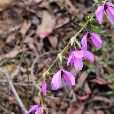 Tetratheca thymifolia (Black-eyed Susan) at Monga, NSW - 6 Oct 2024 by MatthewFrawley