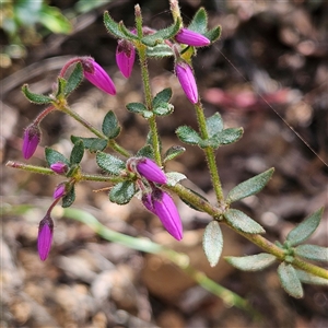 Tetratheca thymifolia at Monga, NSW - 6 Oct 2024