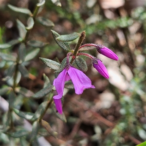 Tetratheca thymifolia at Monga, NSW - 6 Oct 2024