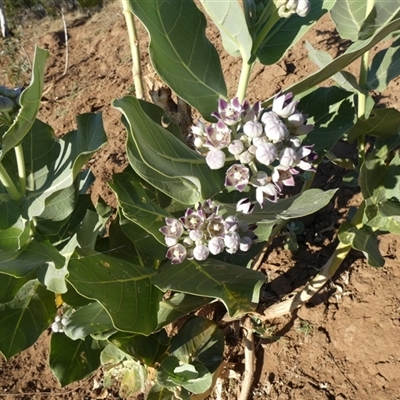 Unverified Other Shrub at Marble Bar, WA - 31 Aug 2024 by Paul4K