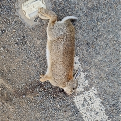 Oryctolagus cuniculus (European Rabbit) at Symonston, ACT - 6 Oct 2024 by Mike