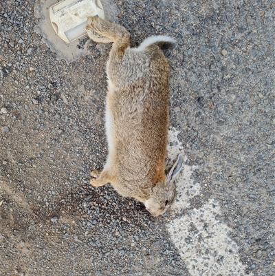 Oryctolagus cuniculus (European Rabbit) at Symonston, ACT - 6 Oct 2024 by Mike