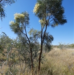 Unverified Other Shrub at Marble Bar, WA - 31 Aug 2024 by Paul4K