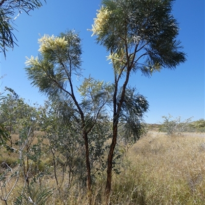 Unverified Other Shrub at Marble Bar, WA - 31 Aug 2024 by Paul4K