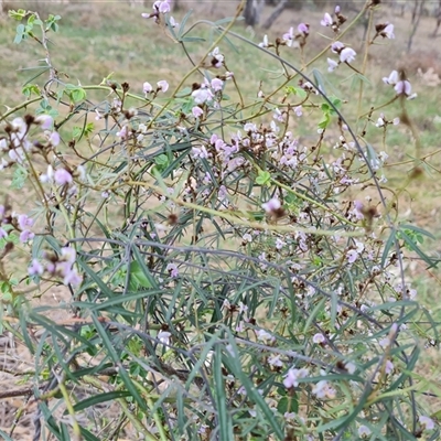 Glycine clandestina (Twining Glycine) at Fadden, ACT - 6 Oct 2024 by Mike