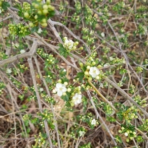 Crataegus monogyna at Chisholm, ACT - 6 Oct 2024