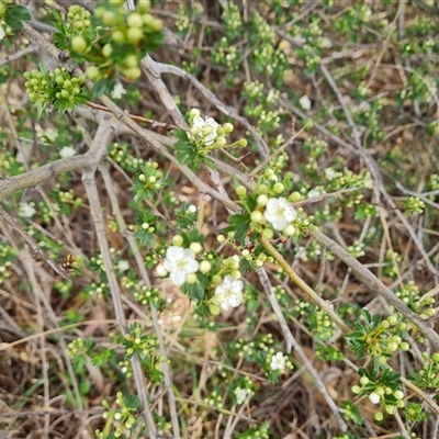 Crataegus monogyna (Hawthorn) at Chisholm, ACT - 6 Oct 2024 by Mike