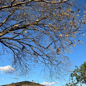 Callocephalon fimbriatum at Yarralumla, ACT - suppressed