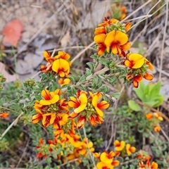 Pultenaea procumbens (Bush Pea) at Chisholm, ACT - 6 Oct 2024 by Mike