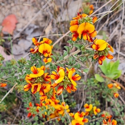 Pultenaea procumbens (Bush Pea) at Chisholm, ACT - 6 Oct 2024 by Mike