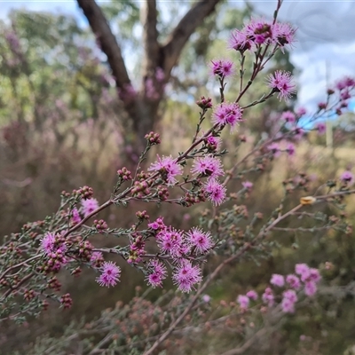 Kunzea parvifolia (Violet Kunzea) at Fadden, ACT - 6 Oct 2024 by Mike