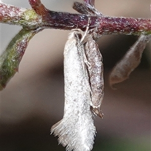 Oecophoridae (family) at Hall, ACT - 6 Oct 2024