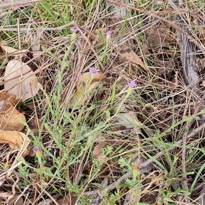 Vittadinia cuneata var. cuneata (Fuzzy New Holland Daisy) at Fadden, ACT - 6 Oct 2024 by Mike