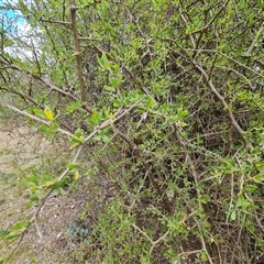 Lycium ferocissimum (African Boxthorn) at Macarthur, ACT - 6 Oct 2024 by Mike