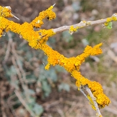 Xanthoria sp. at Macarthur, ACT - 6 Oct 2024 by Mike