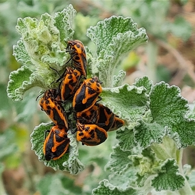 Agonoscelis rutila (Horehound bug) at Fadden, ACT - 6 Oct 2024 by Mike