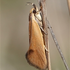 Delexocha ochrocausta (Chezala Group) at Hall, ACT - 6 Oct 2024 by Anna123