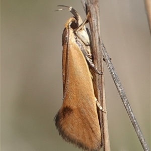 Delexocha ochrocausta at Hall, ACT - 6 Oct 2024 11:36 AM