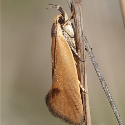 Delexocha ochrocausta (Chezala Group) at Hall, ACT - 6 Oct 2024 by Anna123