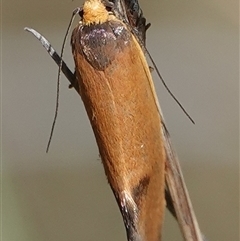 Delexocha ochrocausta at Hall, ACT - 6 Oct 2024 11:36 AM