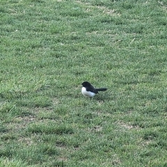 Rhipidura leucophrys (Willie Wagtail) at Melba, ACT - 6 Oct 2024 by Coran